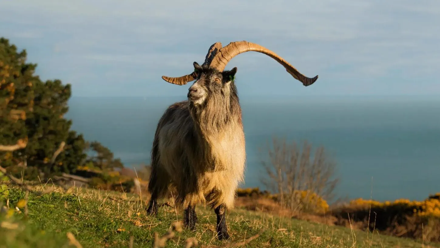 Scientists confirm Old Irish Goat has 3,000-year-old Bronze Age roots