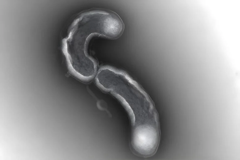 The Ocean’s Most Successful Bacteria May Be Trapped by Their Own Evolution