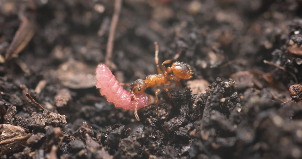 Baby butterflies use rhythm to fool ants into taking care of them