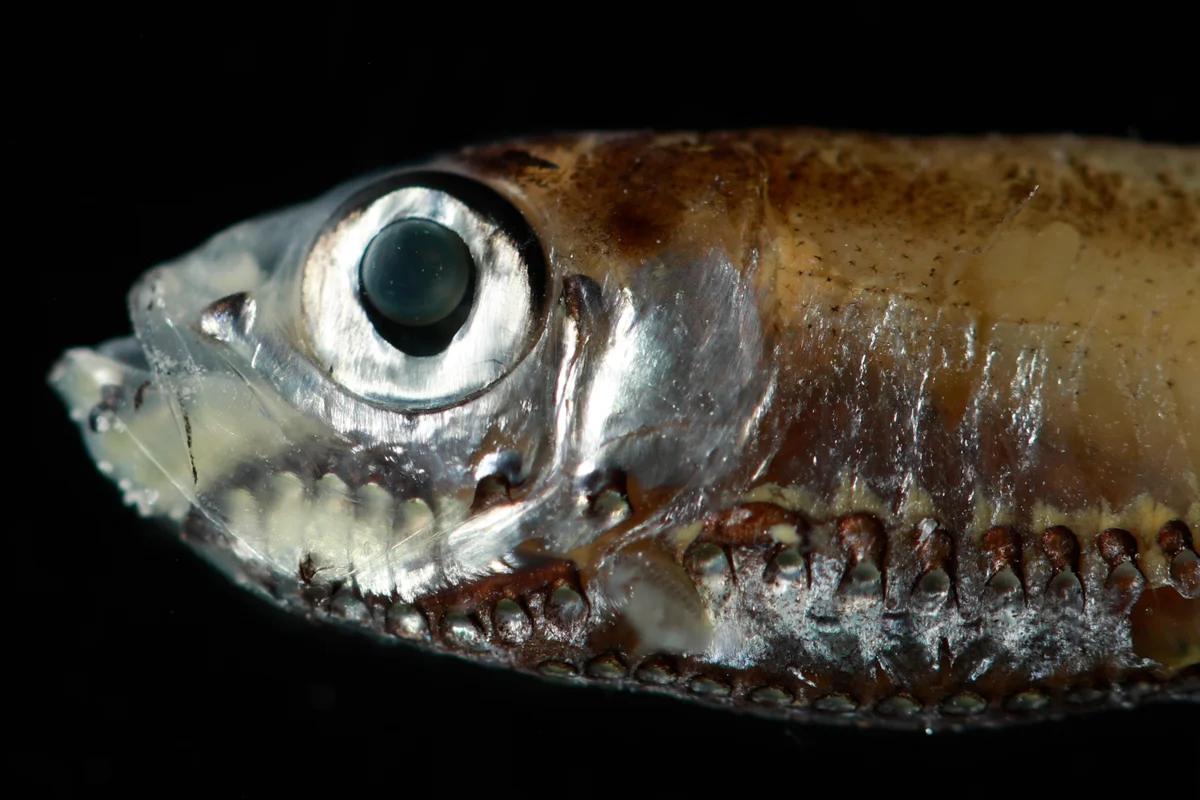 How do deep-sea fish see in dark water? This new study could hold the clue