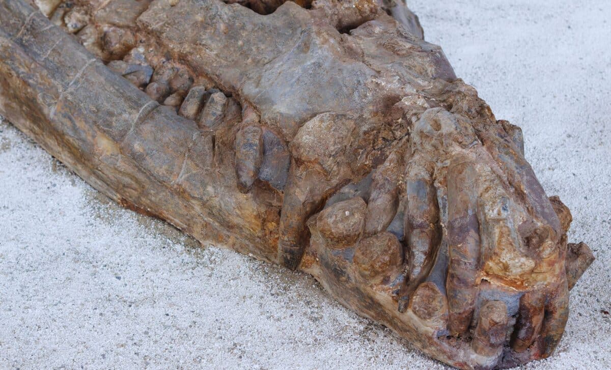 Meet the 31-Foot Giant Crocodile That Dominated Prehistoric Waters and Ate Dinosaurs