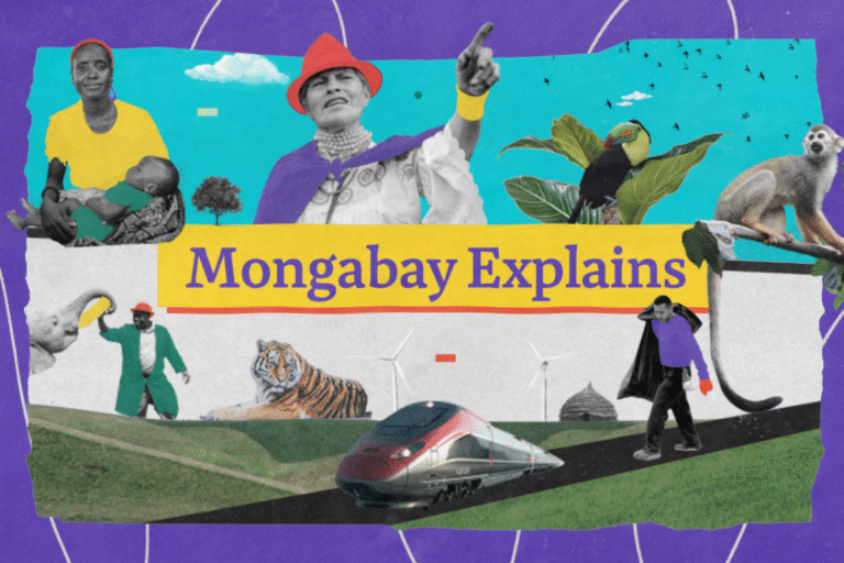 Mongabay Explains