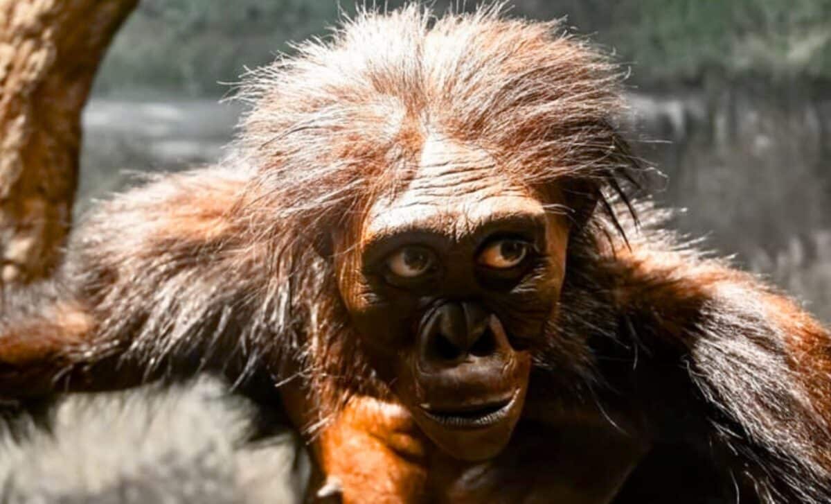 Buried for 3.4 Million Years, New Fossil Evidence Is Removing Lucy From the Story of Human Evolution