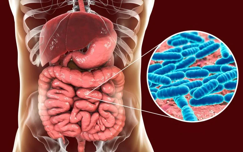 Scientists Discover Gut Bacteria Can Inject Proteins Into Human Cells