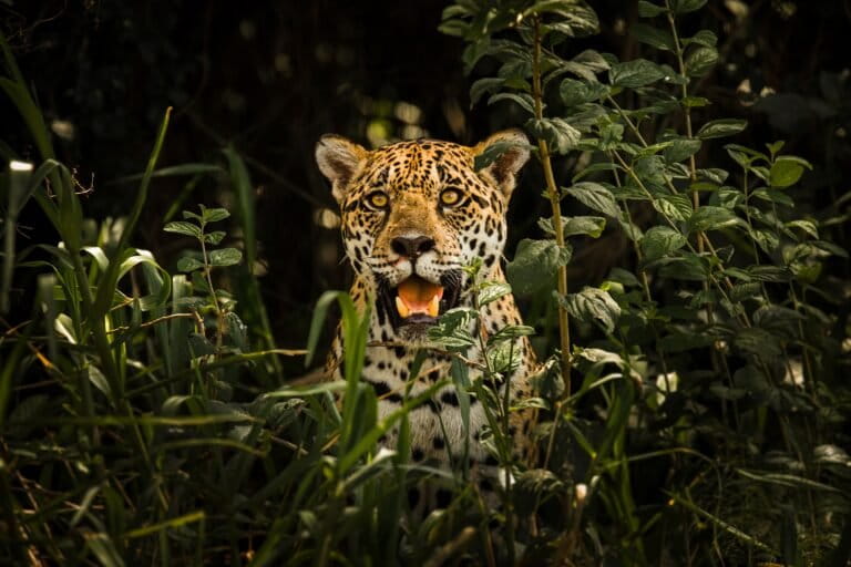 Researchers eye jaguar conservation wins under Brazil Indigenous stewardship project