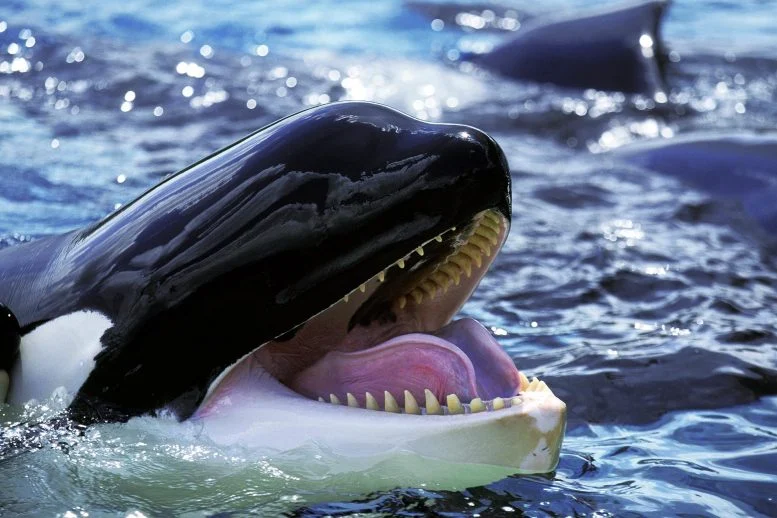 Alaska’s Killer Whales Have a Surprisingly Diverse Menu