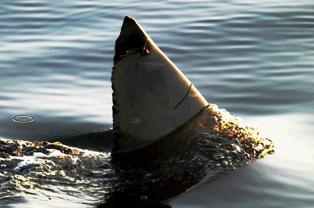 Just like in Jaws, this great white shark got stuck in a small pond. Here’s what happened next…