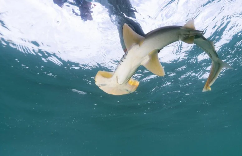 Scientists Find Endangered Hammerhead Sharks Without Seeing a Single One
