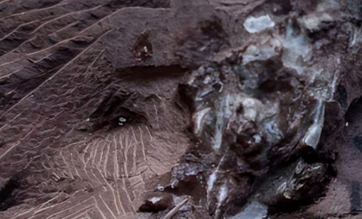 Scientists Discover 290-Million-Year-Old Vomit Fossil, and It’s Older Than Dinosaurs!