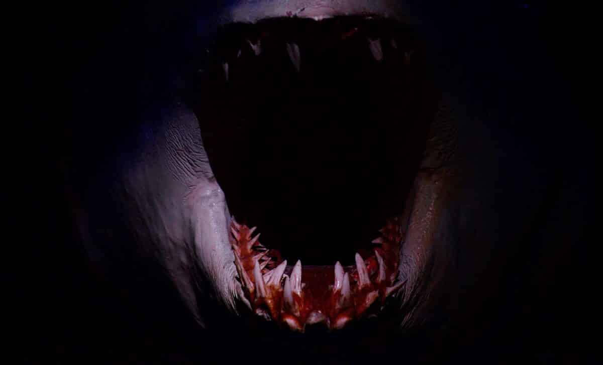 Scientists Discover Fossils of a Dagger-Toothed Sea Monster in Morocco That Ruled the Oceans Before the Asteroid Hit