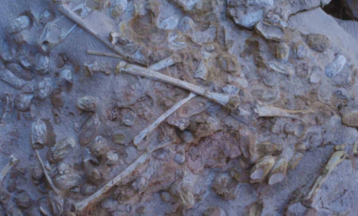 Scientists Unearth Over 200 Fossilized Eggs Found in a Single Block in China, and What They Found Inside Is Rare