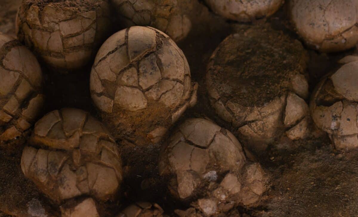 Scientists Used a Giant Accelerator to See Inside Dinosaur Eggs, The Embryos Are Still Perfectly Preserved
