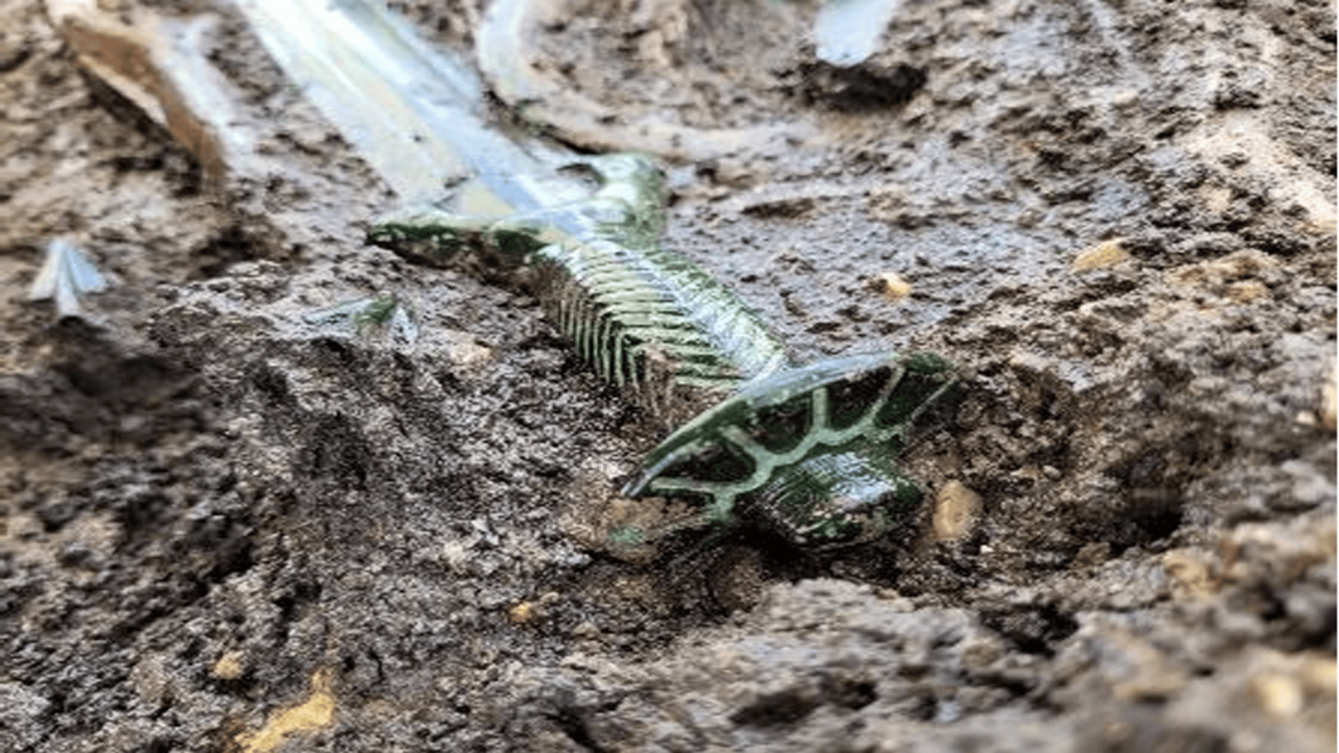 3,400-year-old octagonal sword found in Bronze Age grave in Germany