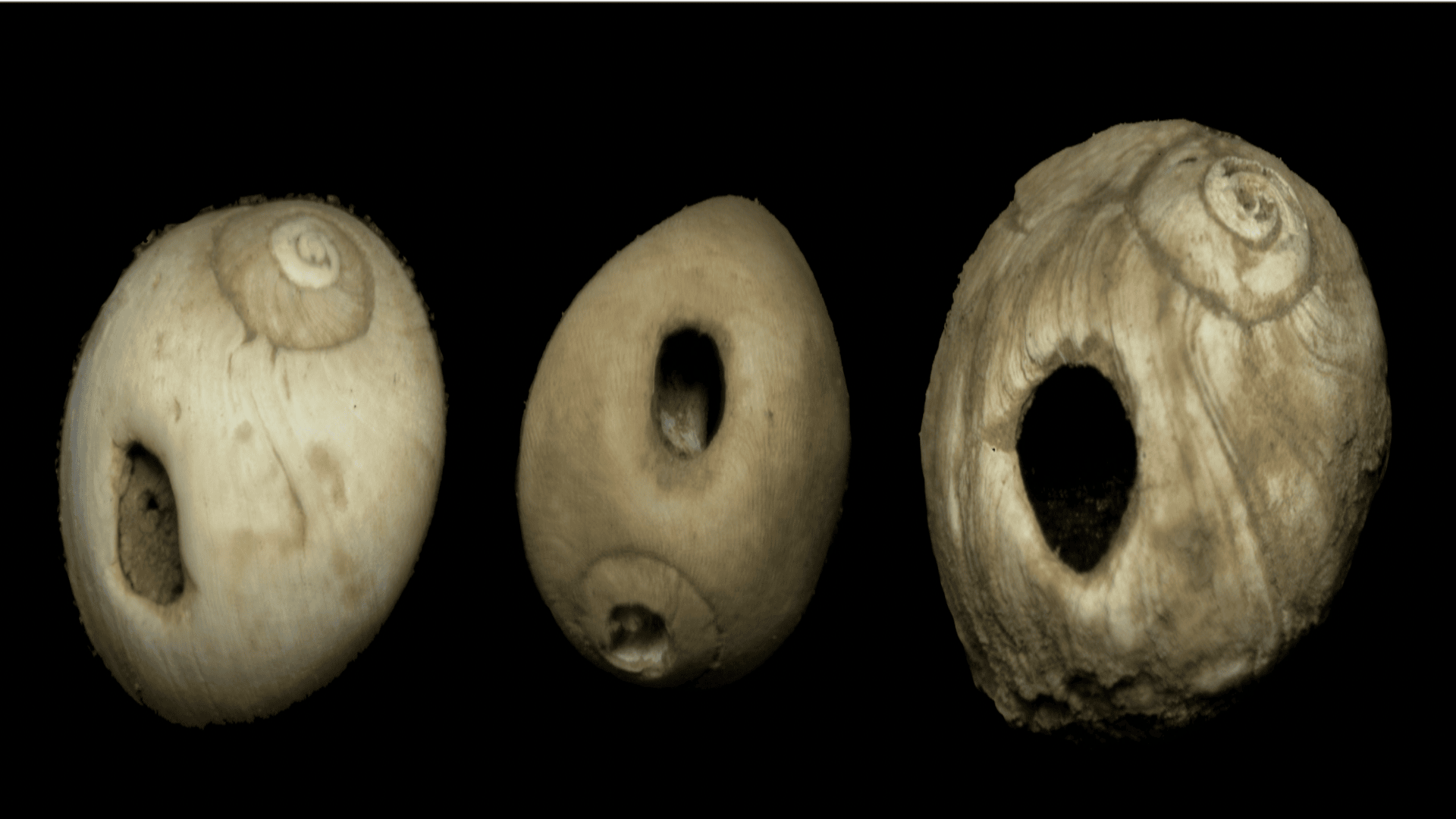 11,000-year-old British girl’s bones unearthed in cave, rewrite history