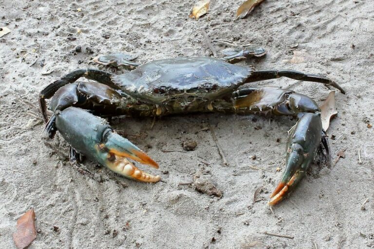 In Kenya’s Jomvu Creek, women help restore a vanishing coast through crab farming