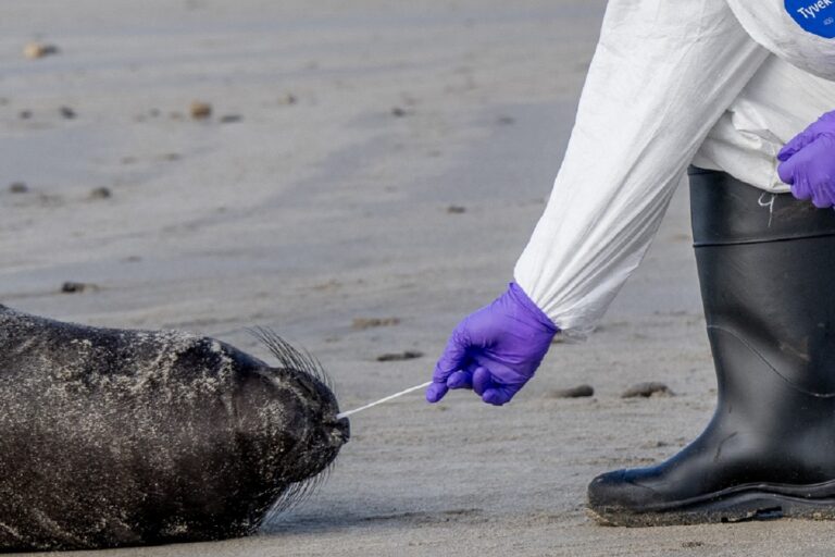 Avian flu strikes California’s northern elephant seals; area quarantined