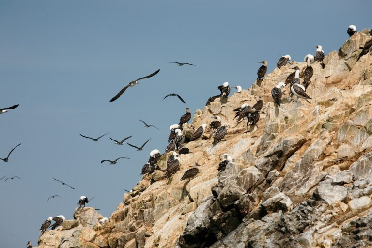 How seabird poop helped fuel ancient civilizations in Peru