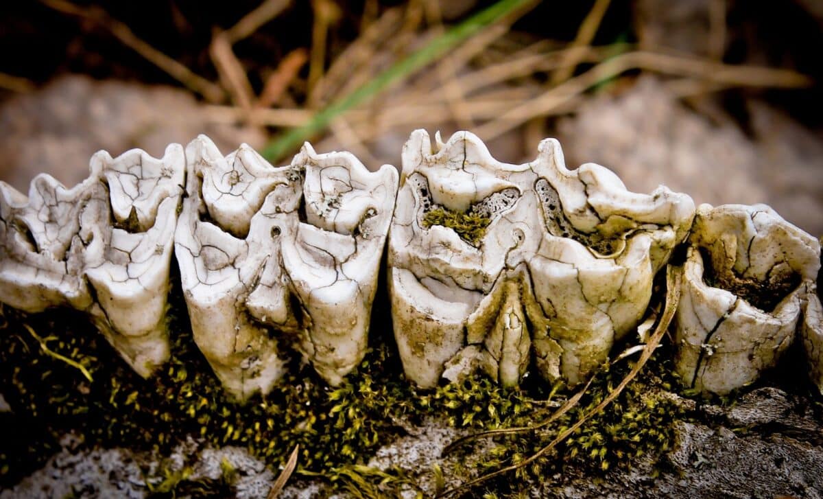 This Tiny Prehistoric Predator Could Hear You Whisper, Long Before Dinosaurs Walked the Earth