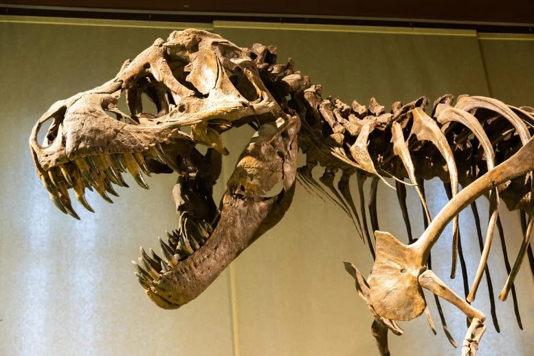 New Research Rewrites the Life History of the World’s Most Famous Dinosaur