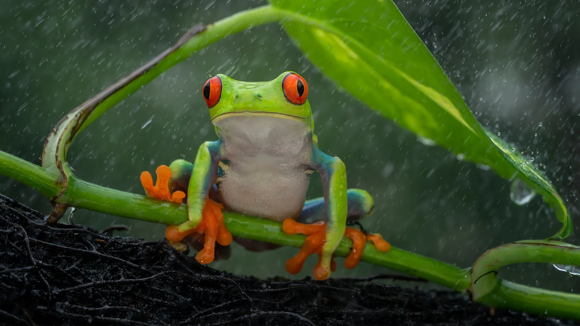 Japanese scientists map where rain comes from using water isotopes