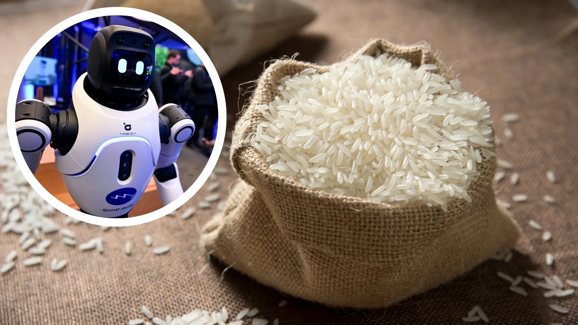 Rice grains inspire new robots that adapt to speed and impact