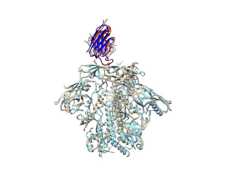 Env-antibody coevolution identifies B cell priming as the principal bottleneck to HIV V2 apex broadly neutralizing antibody development | Science Immunology