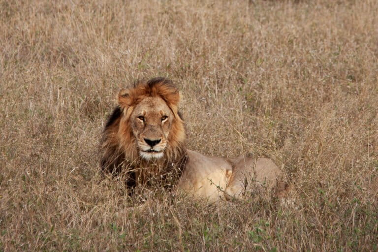 Botswana shows how smarter cattle herding can save lions, reopen ancient wildlife pathways