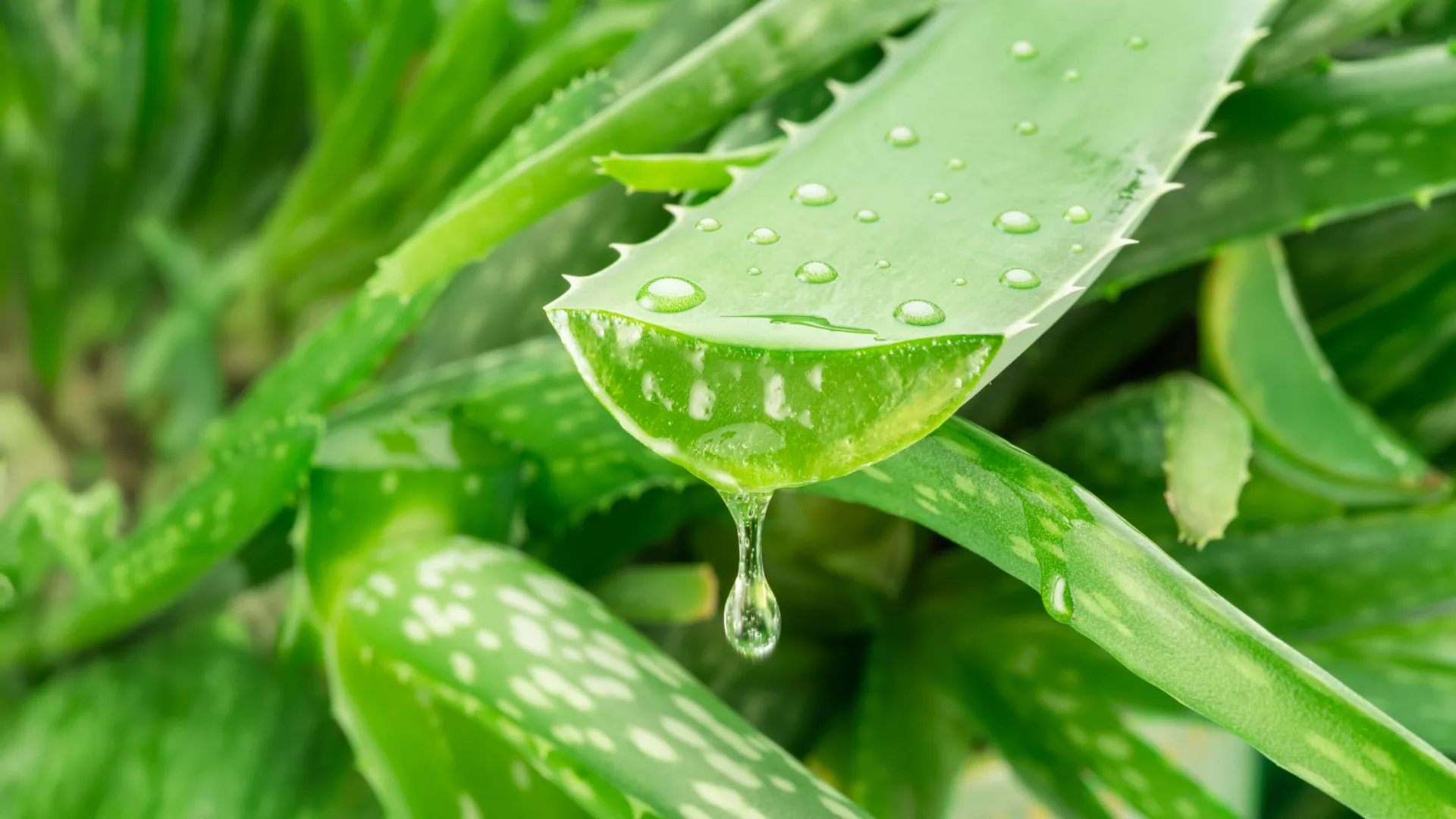 A hidden Aloe vera compound takes aim at Alzheimer’s