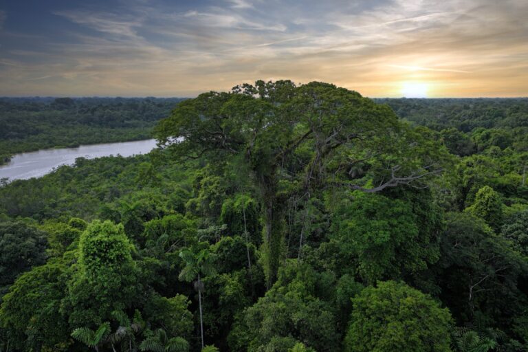 Climate change drives uneven shifts in tree diversity across Amazon and Andes