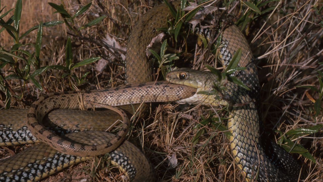 Snakes keep evolving into cannibals — here’s what scientists think is going on