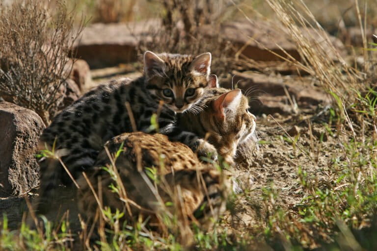 Rodent burrows offer unusual sanctuary to Africa’s smallest wildcat