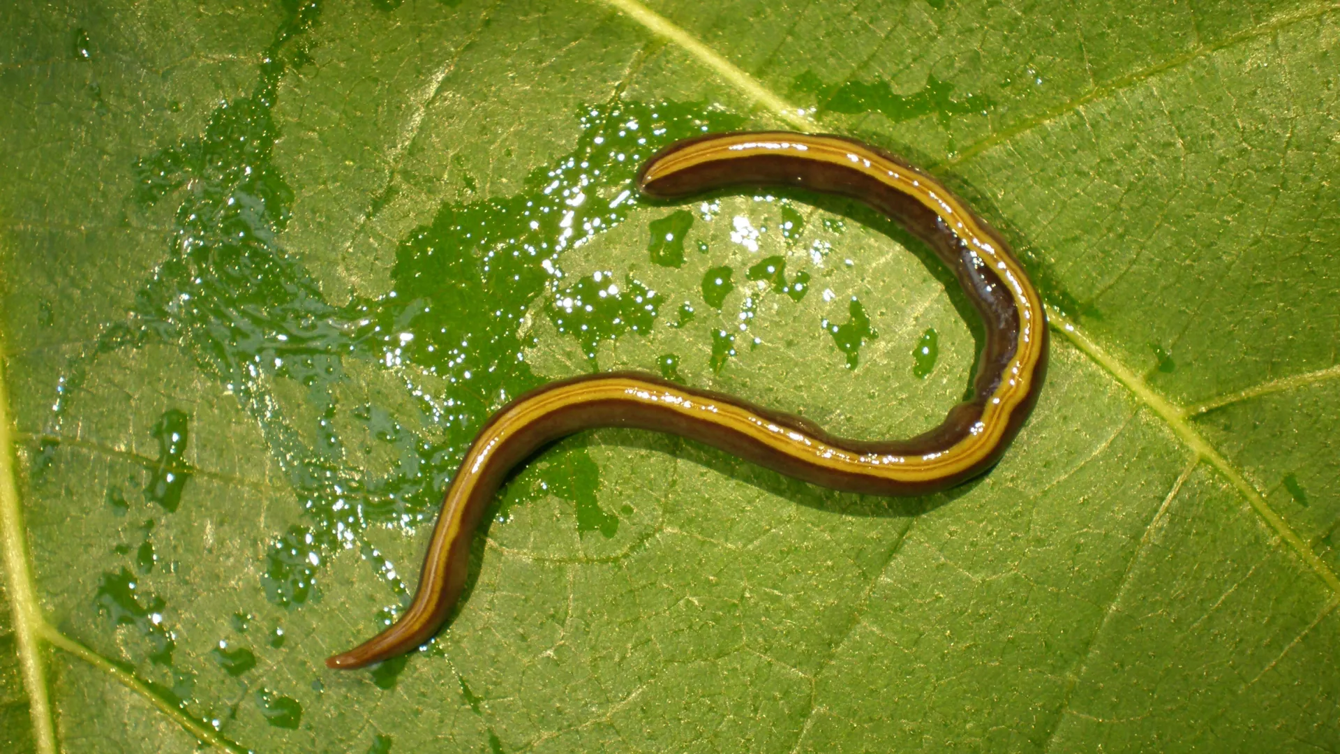 Scientists discover pets are helping an invasive flatworm spread