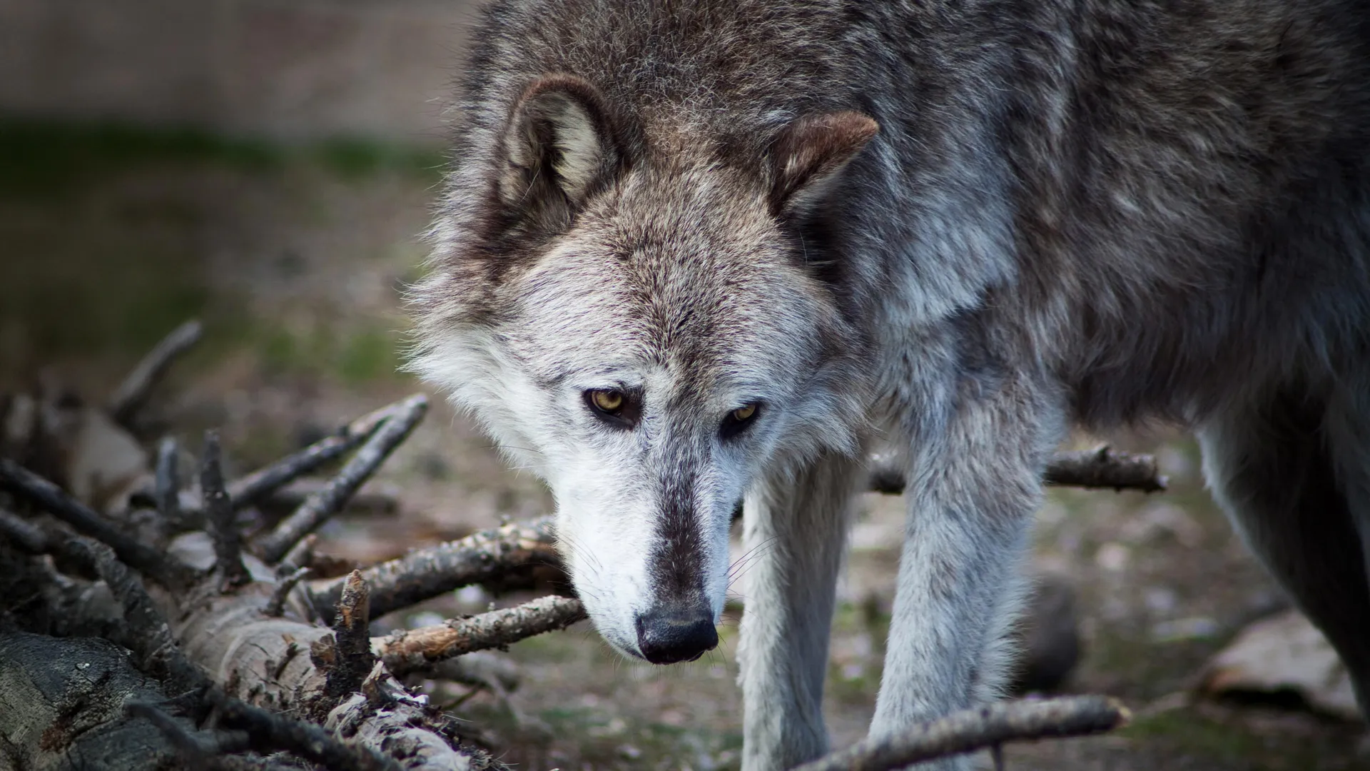 Yellowstone wolves may not have transformed the national park after all