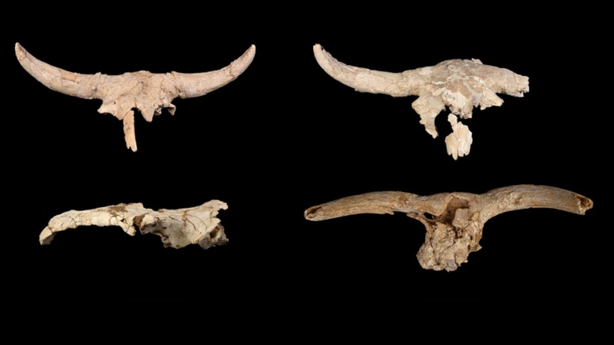 Neanderthals Mysteriously Collected Horned Skulls in a Cave, But Why? : ScienceAlert