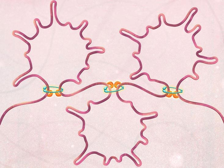 Cohesin-mediated chromatin organization controls the differentiation and function of dendritic cells | Science Immunology