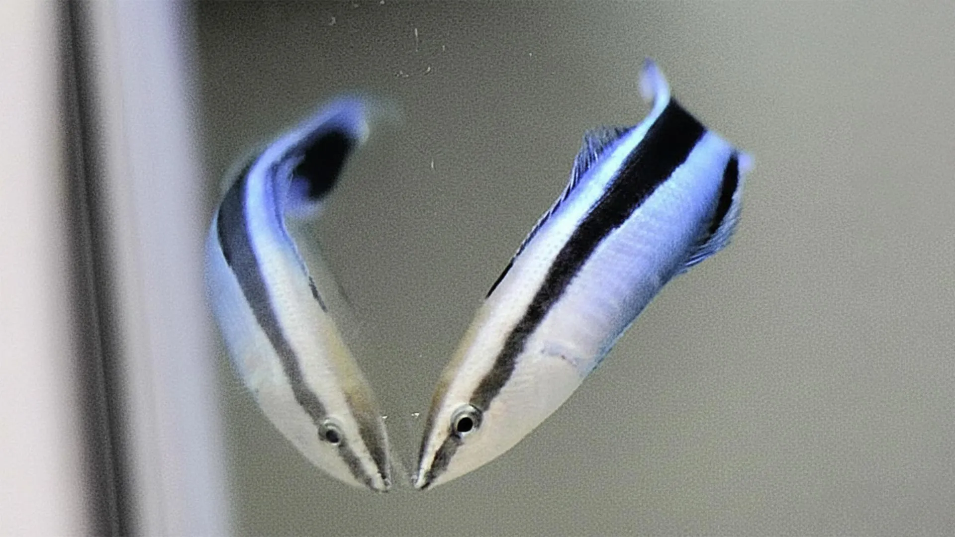 Cleaner wrasse show self awareness in stunning mirror experiments