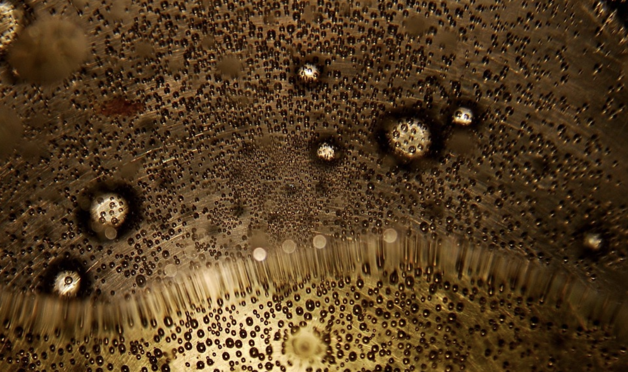 Destructive Meningitis Cases Highlight an Emerging Pathogen