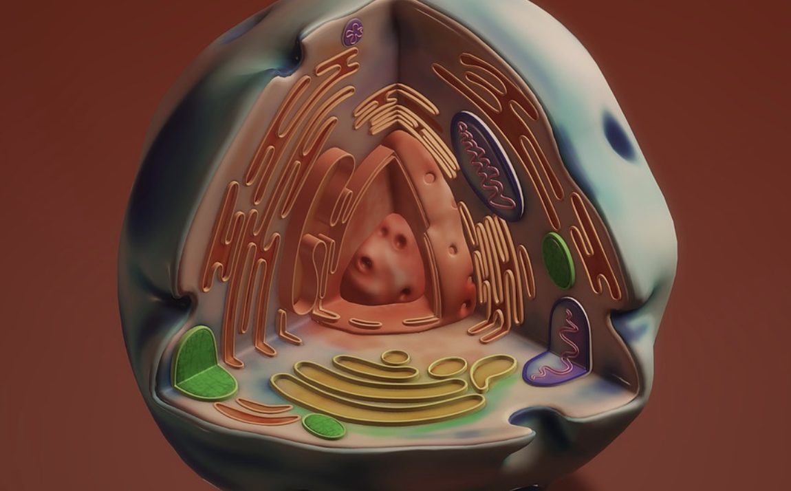 A Cellular Adaptation to Aging is Revealed