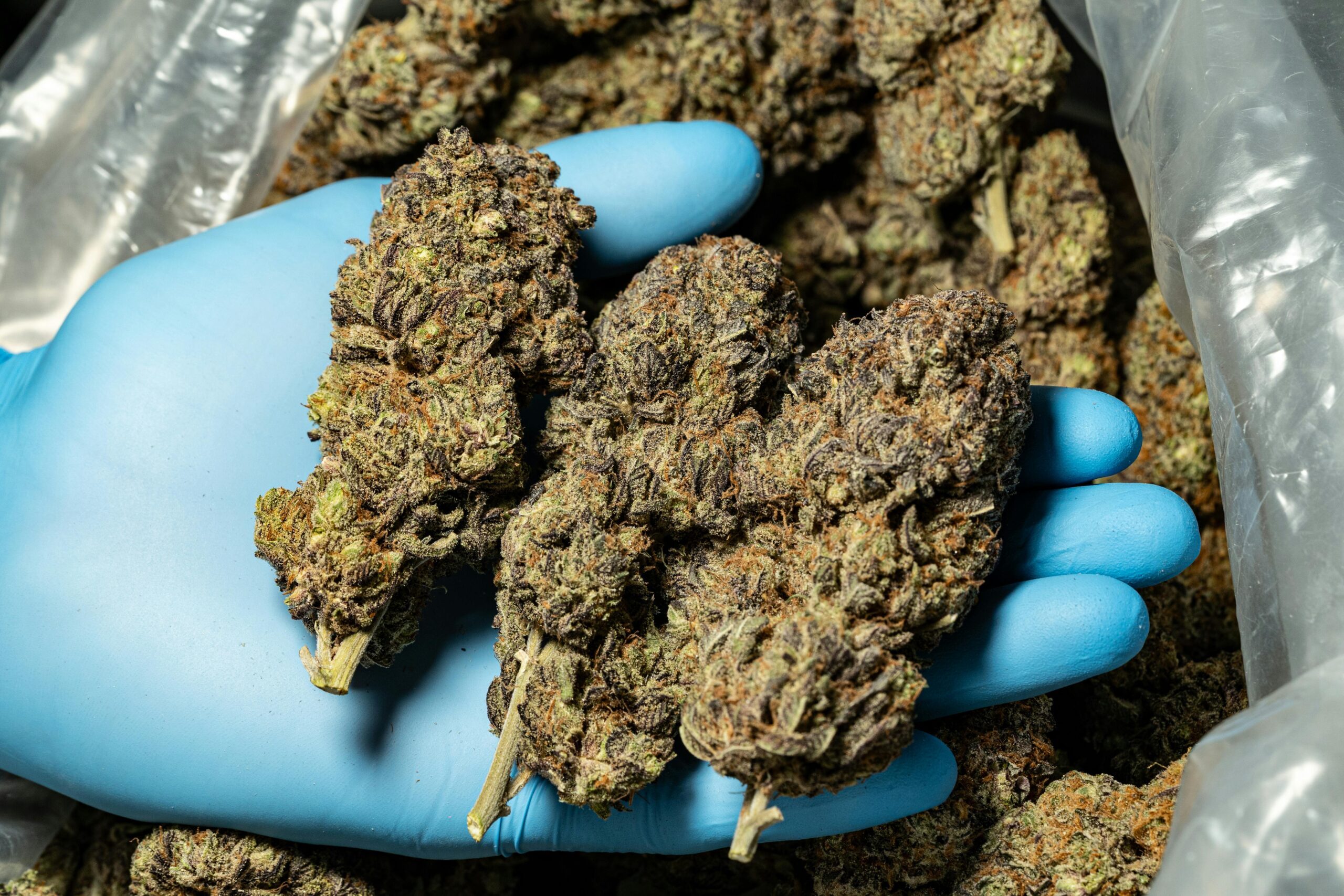 Study Recommends Threshold Cannabis Consumption Amounts for Safer Use