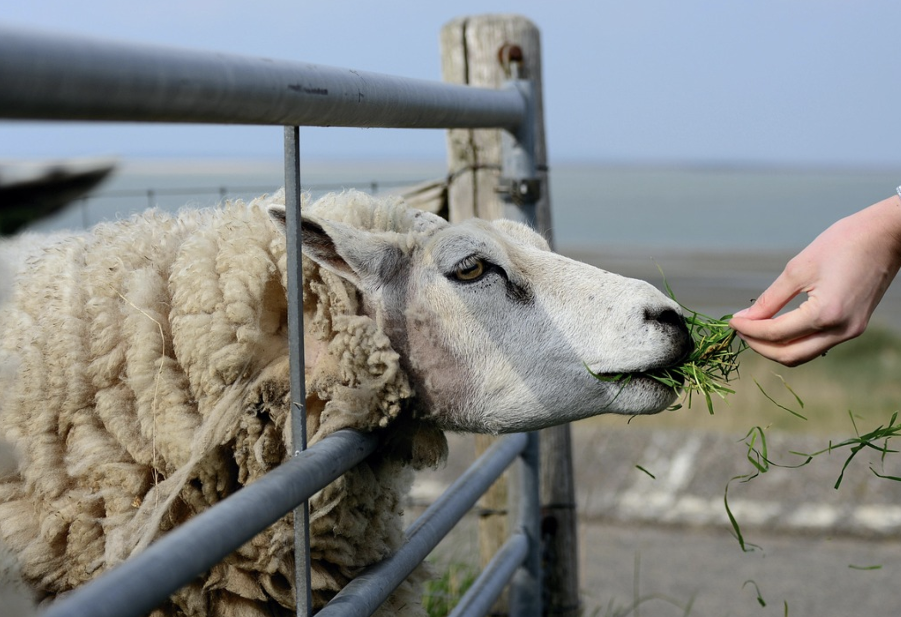 Early Allergen Exposure Shields Against Allergy Development