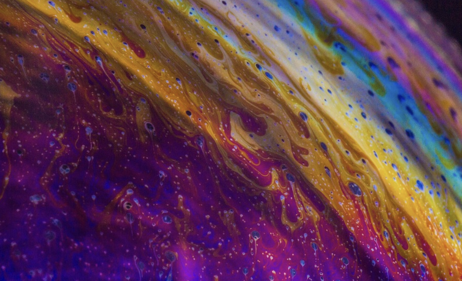 Gut Bacteria Proteins Directly Impact Immune Cells