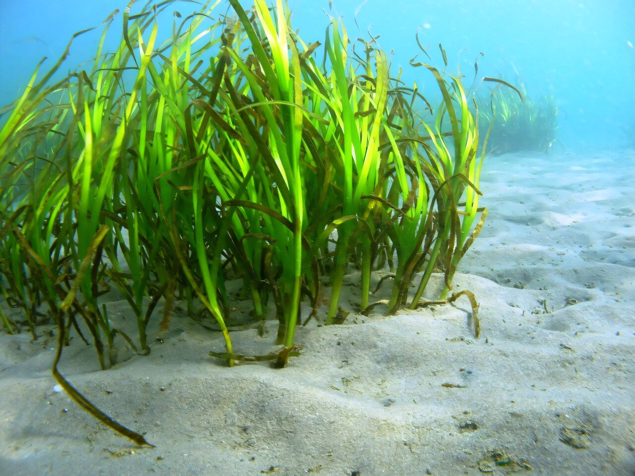 Conveying the concept of blue carbon in Japanese media: New study provides insights