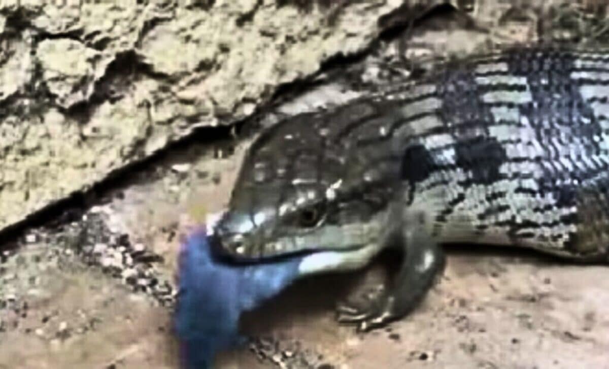 A 307-Million-Year-Old Creature Found in a Fossilized Tree Is Turning Early Animal History on Its Head