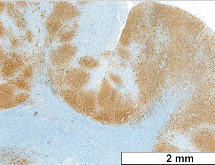 Baloxavir alleviates severe disease and viremia in ferrets infected with avian- or bovine-origin influenza A(H5N1) virus | Science Translational Medicine