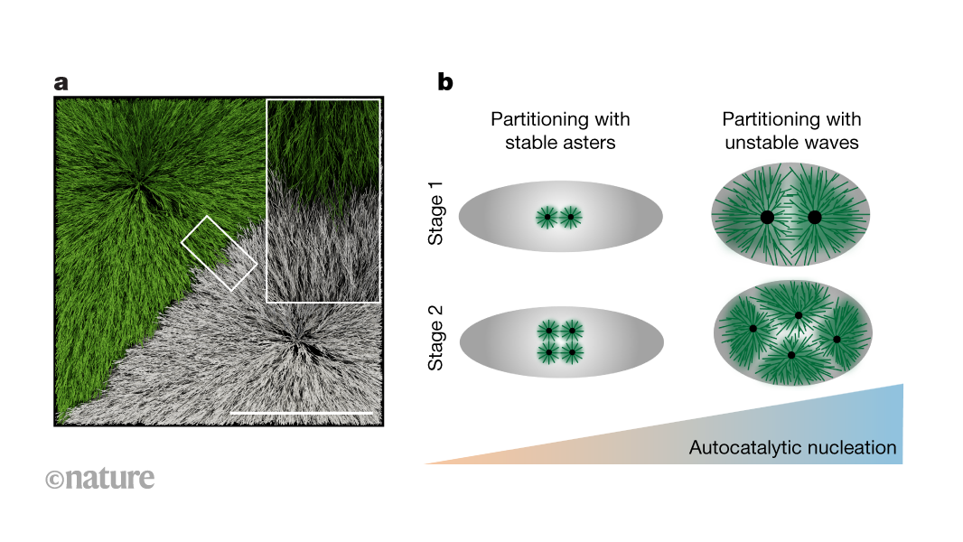 Robust partitioning of cell contents by physical instabilities and biological clocks