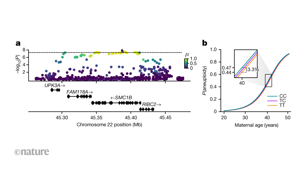 Common genetic variants affect risk of a major cause of pregnancy loss