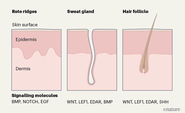 Evolutionary insights into a skin fold