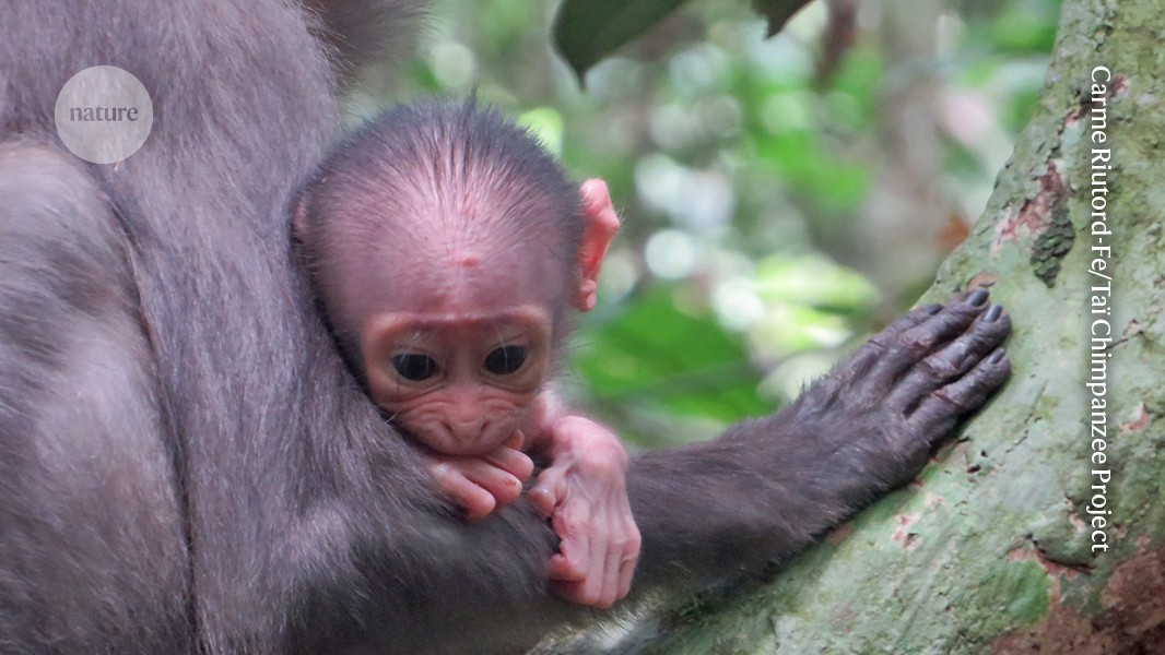 Squirrels could be a reservoir for the virus that causes mpox