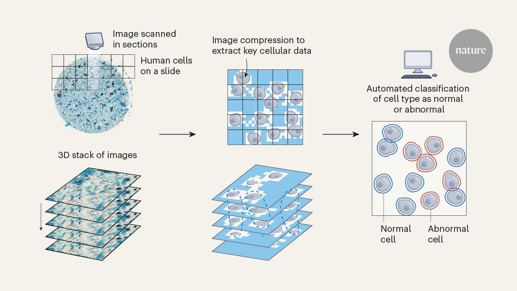 AI offers way to image and assess clinical cell samples