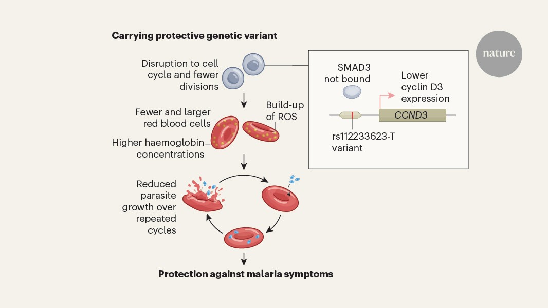 Malaria is hindered by repression of a cell-cycle protein